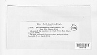 Discostroma cupulum image